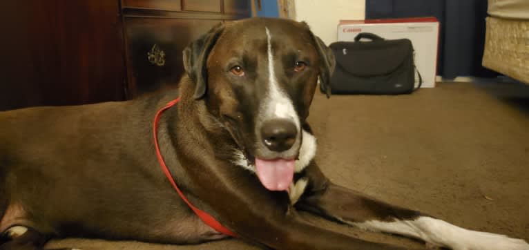 Sherlock, an Anatolian Shepherd Dog and American Pit Bull Terrier mix tested with EmbarkVet.com