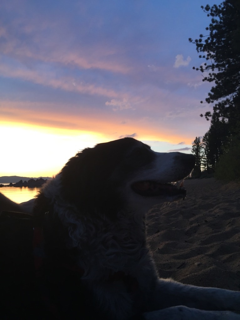 Dingo aka Mr D, a Border Collie and English Springer Spaniel mix tested with EmbarkVet.com