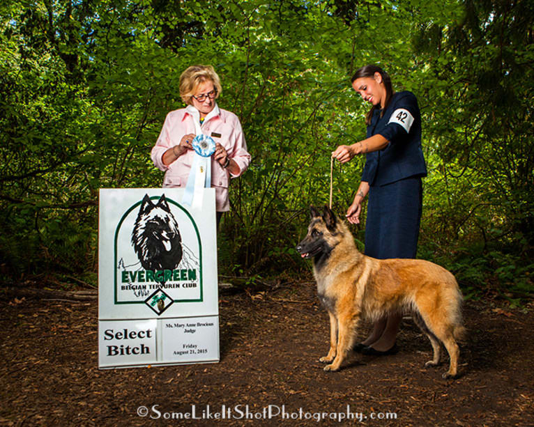 Tuarie, a Belgian Shepherd tested with EmbarkVet.com