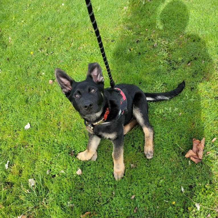 Charlie, a German Shepherd Dog and Bulldog mix tested with EmbarkVet.com