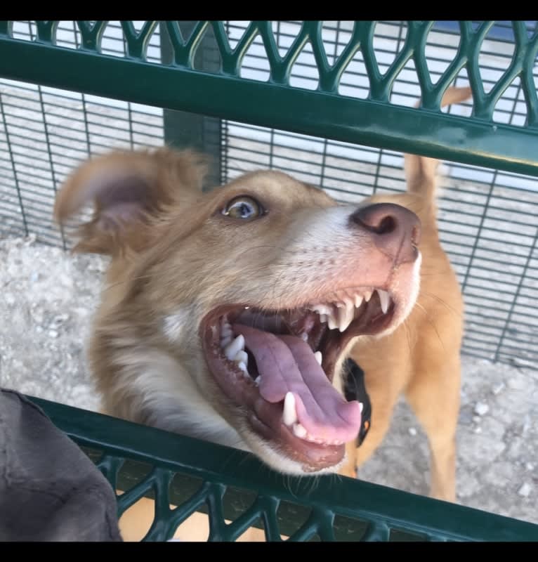 Sport, an American Pit Bull Terrier and Australian Cattle Dog mix tested with EmbarkVet.com