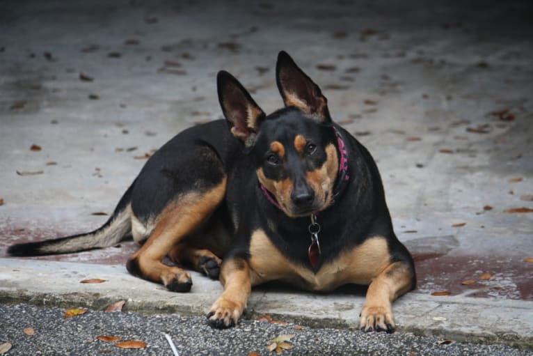 Whisky, a German Shepherd Dog and Dachshund mix tested with EmbarkVet.com