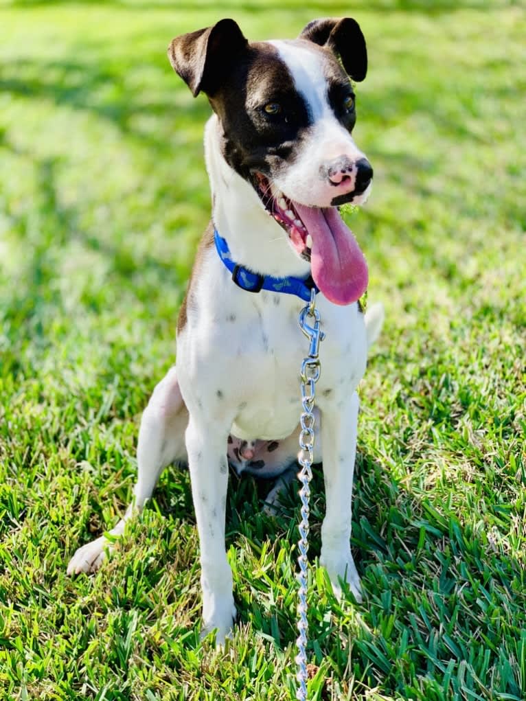 Digby Naruhito, Crown Prince of Galt, an American Pit Bull Terrier and Collie mix tested with EmbarkVet.com