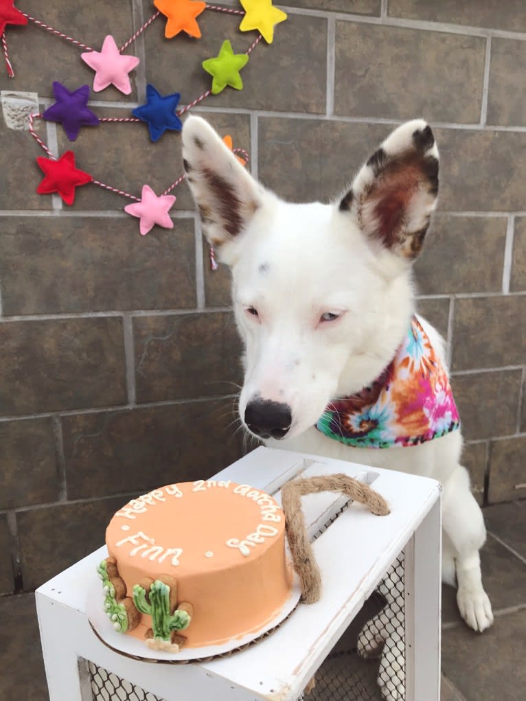 Finn, an Australian Cattle Dog and Australian Shepherd mix tested with EmbarkVet.com