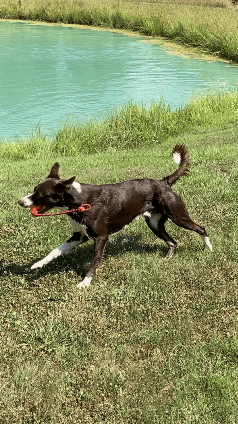 Tad, a McNab and Australian Kelpie mix tested with EmbarkVet.com