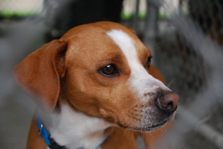 Rocky, a Chihuahua and American Pit Bull Terrier mix tested with EmbarkVet.com