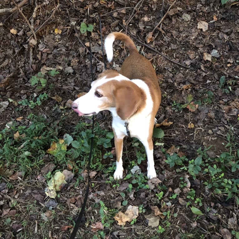 Cooper, an American Foxhound tested with EmbarkVet.com