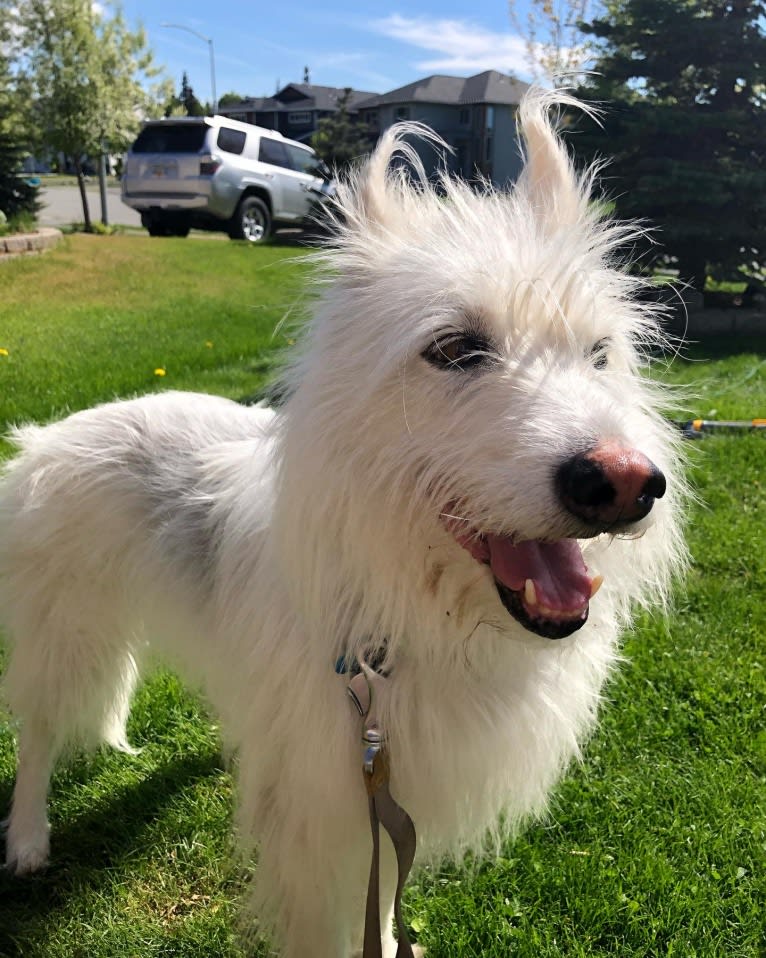 Sweetie Pellumbi, a Siberian Husky and Alaskan-type Husky mix tested with EmbarkVet.com