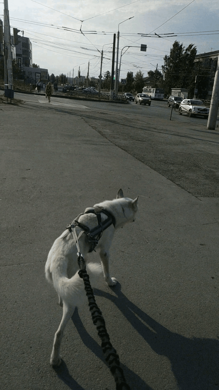 DEMON, a Gerberian Shepsky (5.0% unresolved) tested with EmbarkVet.com