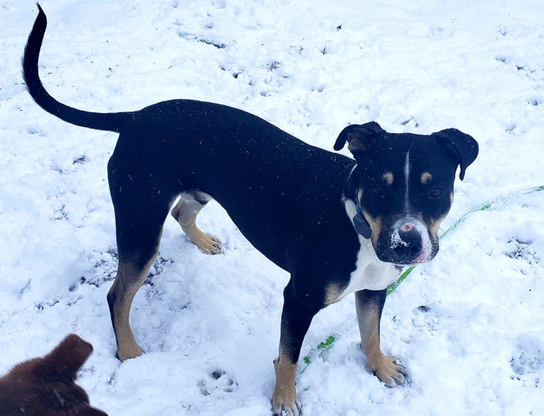 Loki, an American Pit Bull Terrier and German Shepherd Dog mix tested with EmbarkVet.com