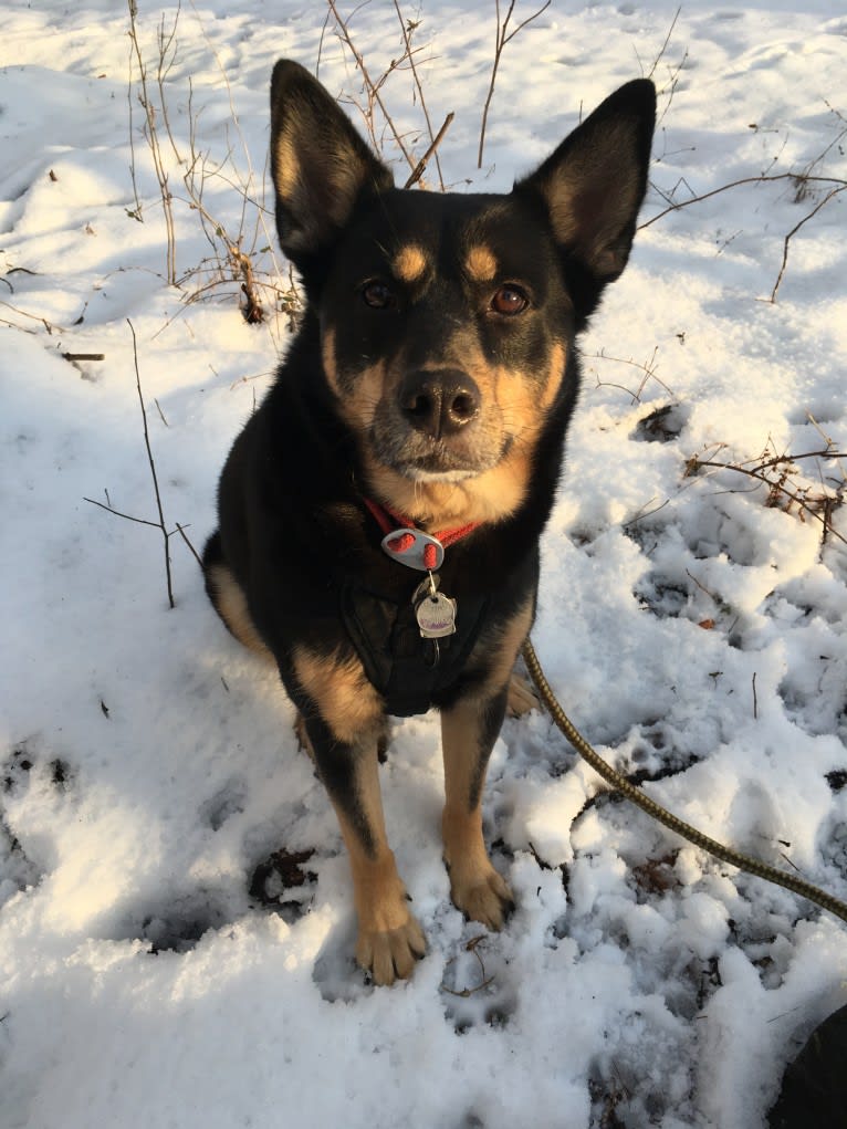 Billy, a Siberian Husky and Labrador Retriever mix tested with EmbarkVet.com