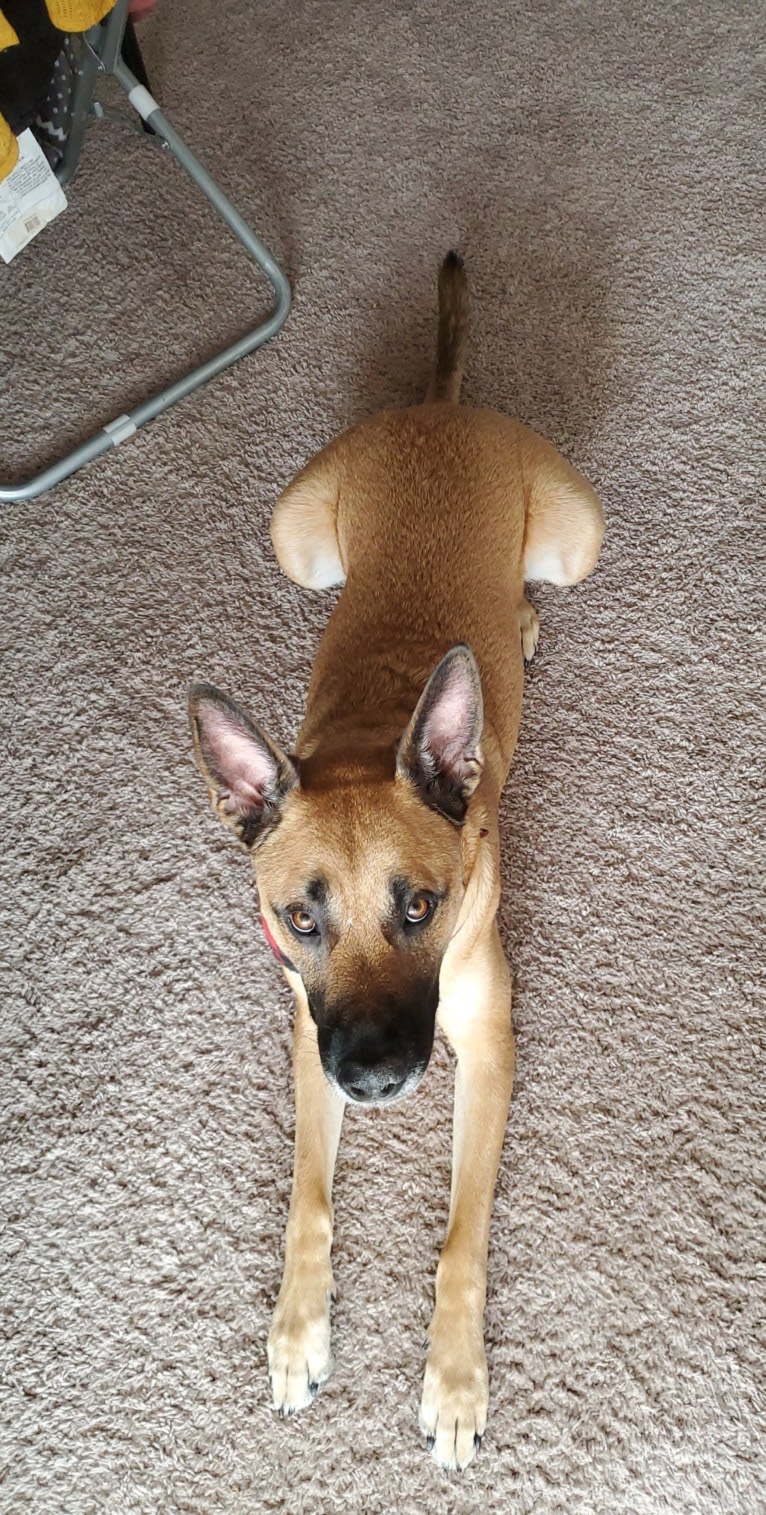 Bullmastiff cross german shepherd shop