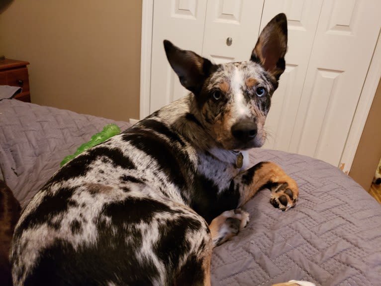 Blu, an Australian Shepherd and Miniature/MAS-type Australian Shepherd mix tested with EmbarkVet.com