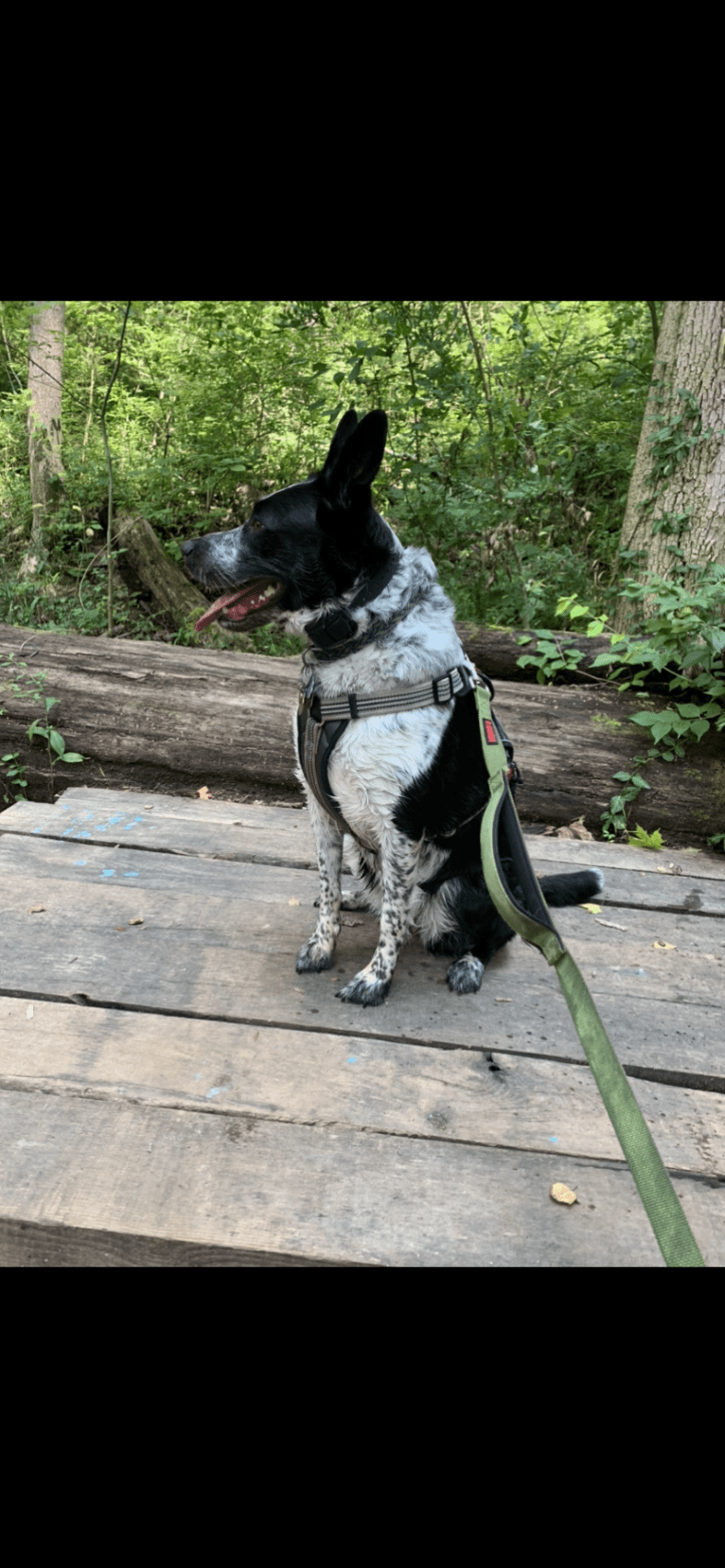 Ripley, an Australian Cattle Dog and Border Collie mix tested with EmbarkVet.com