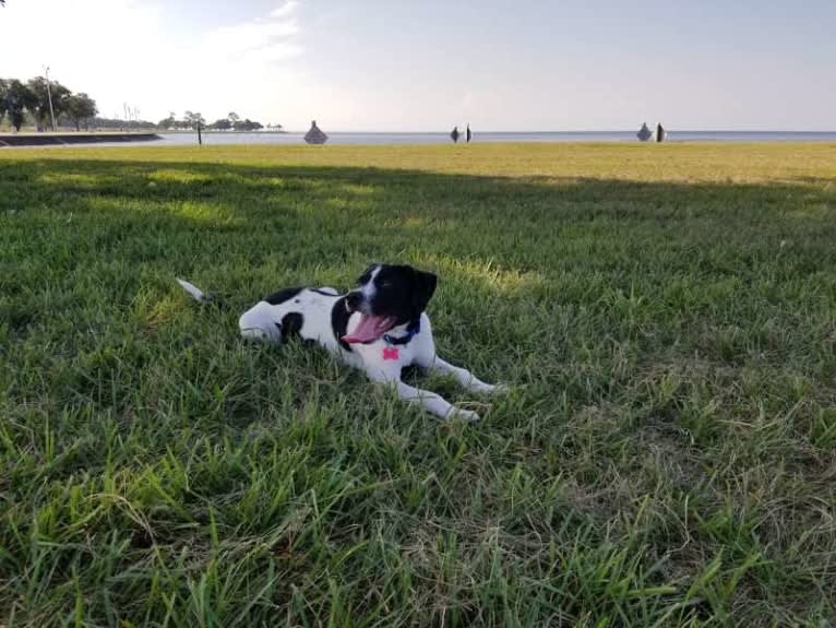 PATIENCE, a Labrador Retriever and American Pit Bull Terrier mix tested with EmbarkVet.com