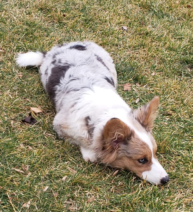 Lexi, a Pembroke Welsh Corgi and Cardigan Welsh Corgi mix tested with EmbarkVet.com