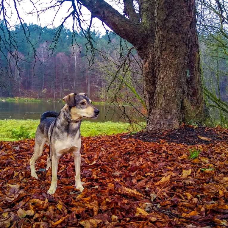 Medutis (Little Honey), an Eastern European Village Dog tested with EmbarkVet.com