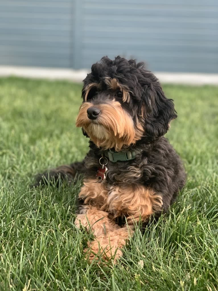 Blanche, a Poodle (Small) and Bernese Mountain Dog mix tested with EmbarkVet.com