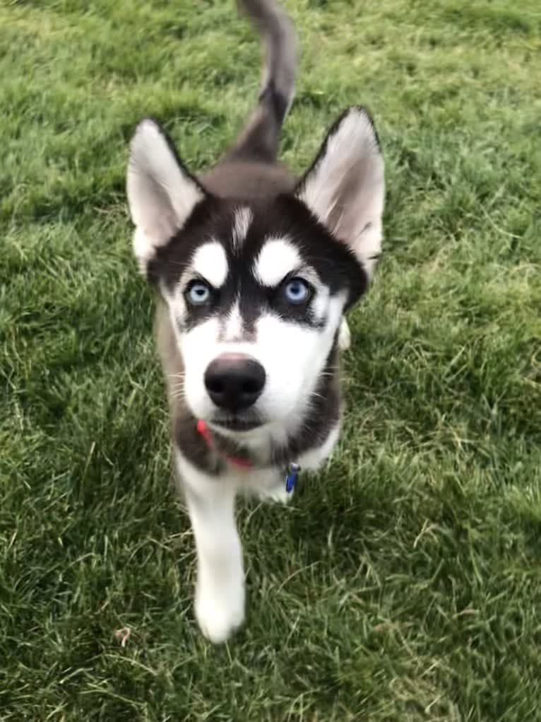 Drake Flynn, a Siberian Husky tested with EmbarkVet.com