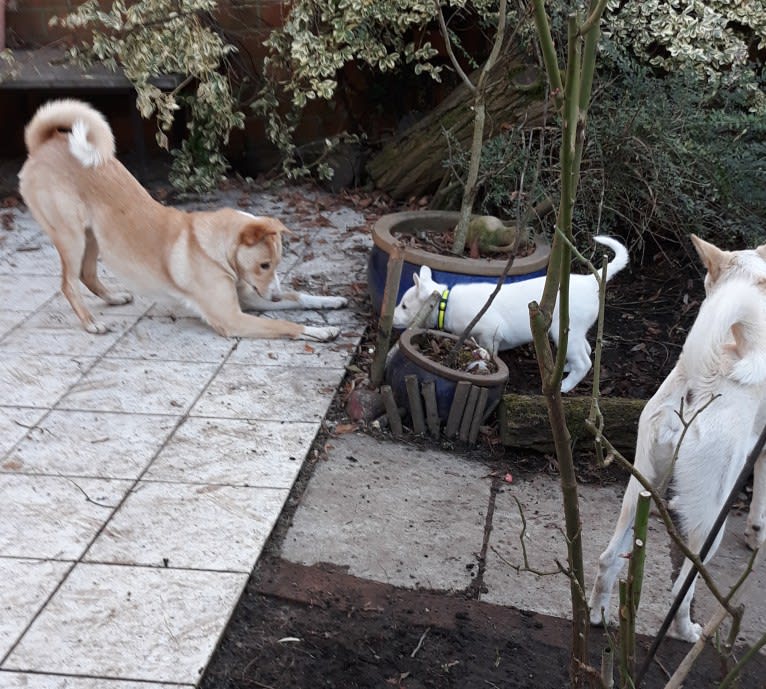 Abbie, a Canaan Dog tested with EmbarkVet.com