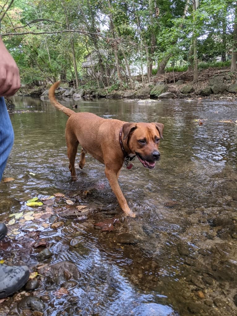 Luca, a Rottweiler and American Pit Bull Terrier mix tested with EmbarkVet.com