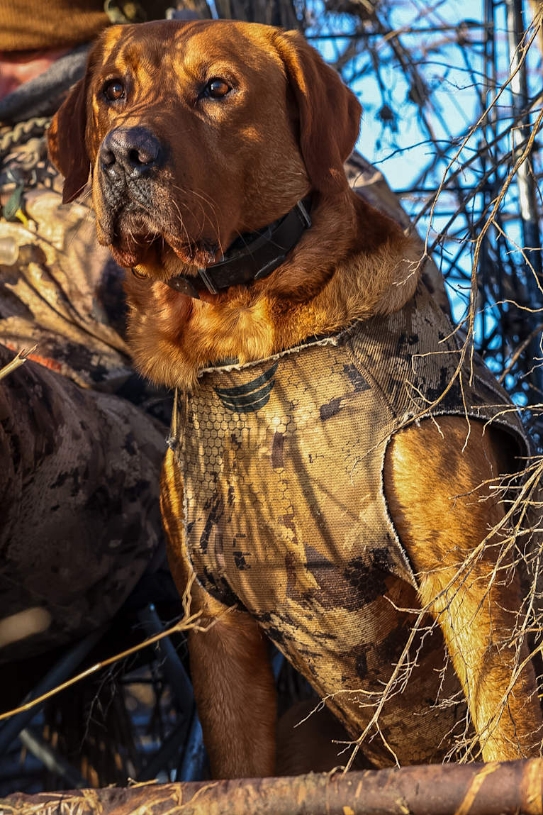 Rip, a Labrador Retriever tested with EmbarkVet.com