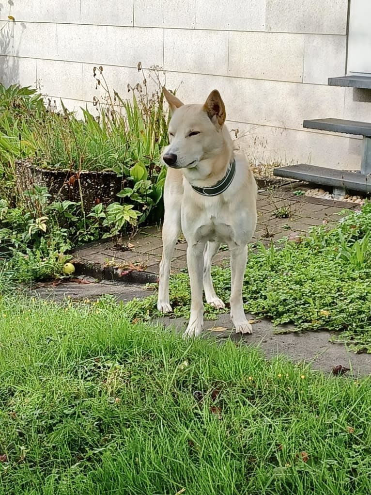 Sai, a Canaan Dog tested with EmbarkVet.com