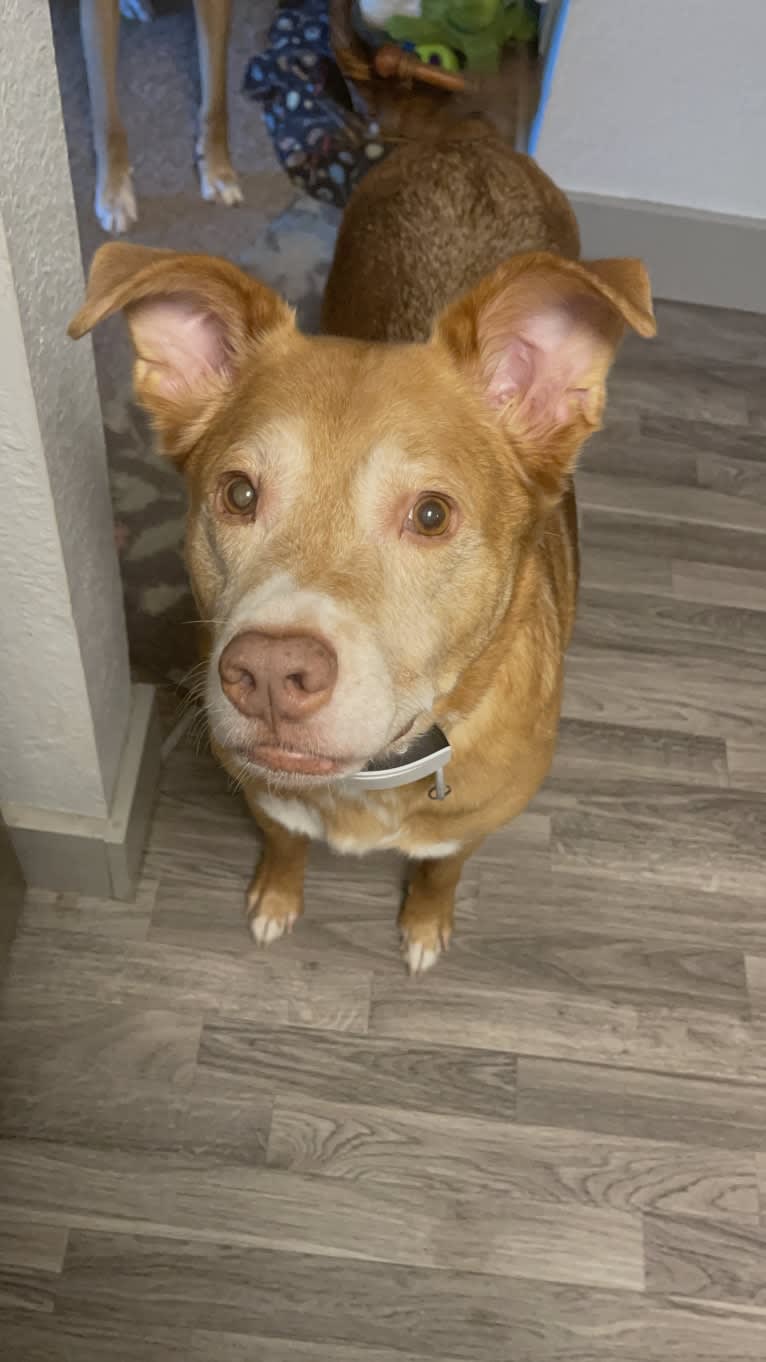 Chino, an American Pit Bull Terrier and Irish Setter mix tested with EmbarkVet.com