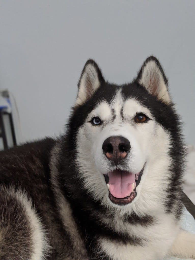 Loki, a Siberian Husky tested with EmbarkVet.com