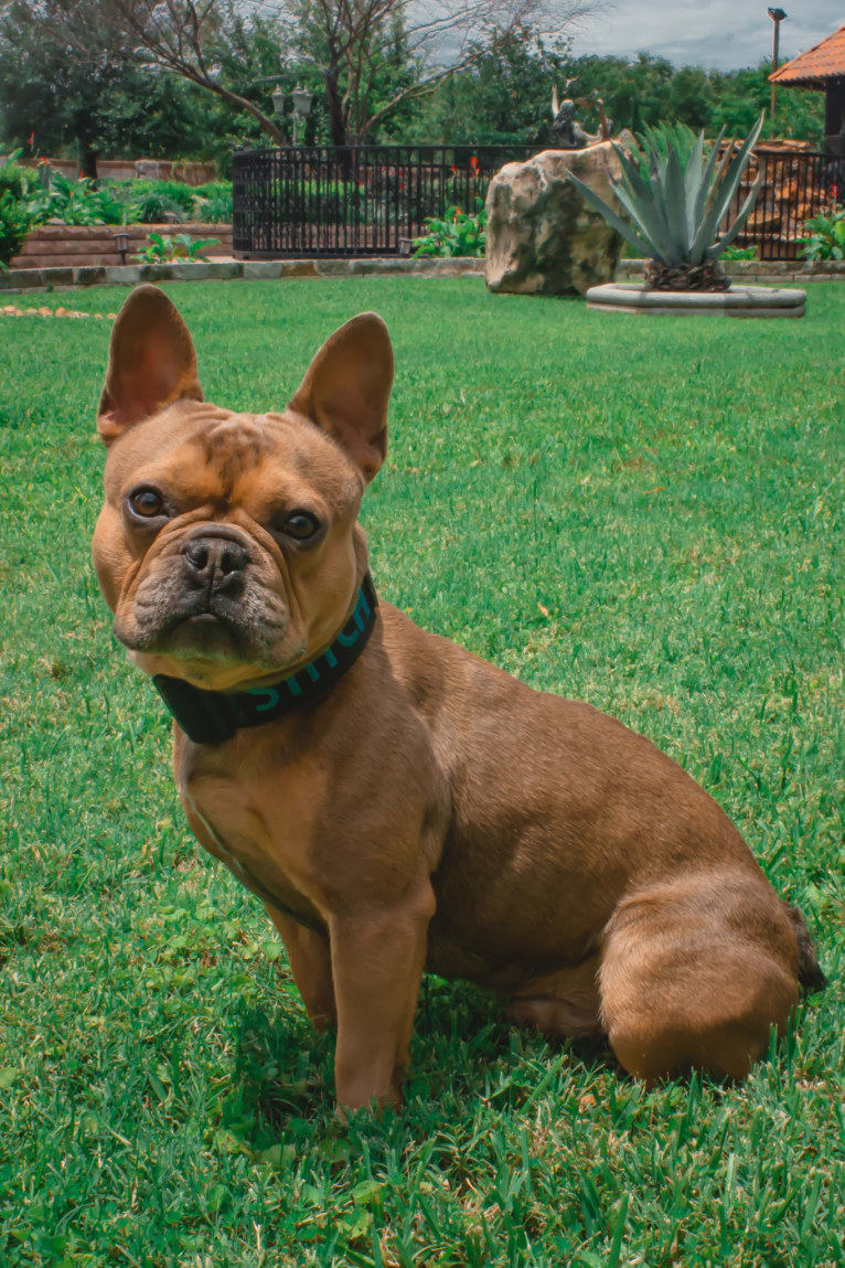 Stitch, a French Bulldog tested with EmbarkVet.com