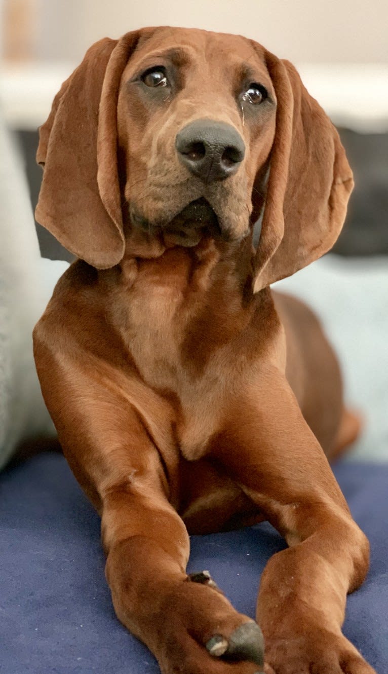 Piper, a Redbone Coonhound tested with EmbarkVet.com