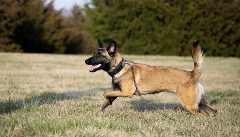 Rhoxane, a Belgian Shepherd tested with EmbarkVet.com