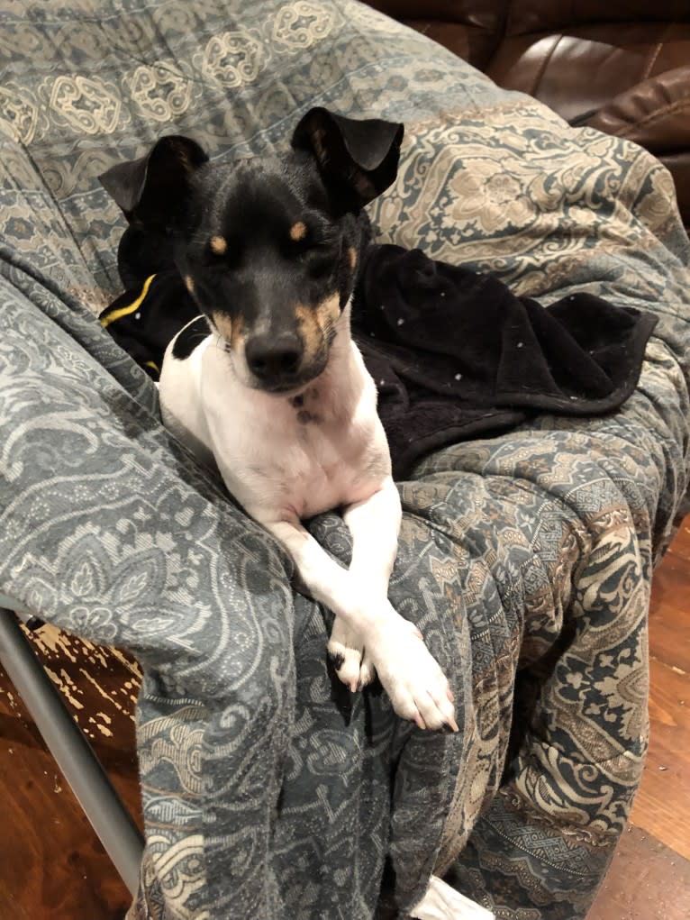 Jib, a Rat Terrier and Chihuahua mix tested with EmbarkVet.com