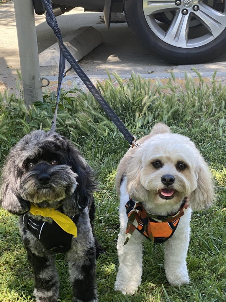 Chase, a Cockapoo tested with EmbarkVet.com