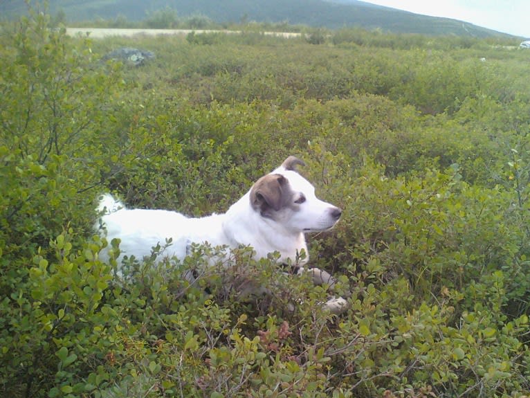 Buddy, an American Eskimo Dog and Norwegian Elkhound mix tested with EmbarkVet.com