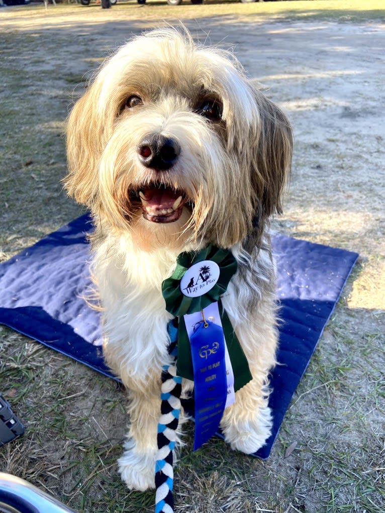 Riggs, a Tibetan Terrier tested with EmbarkVet.com