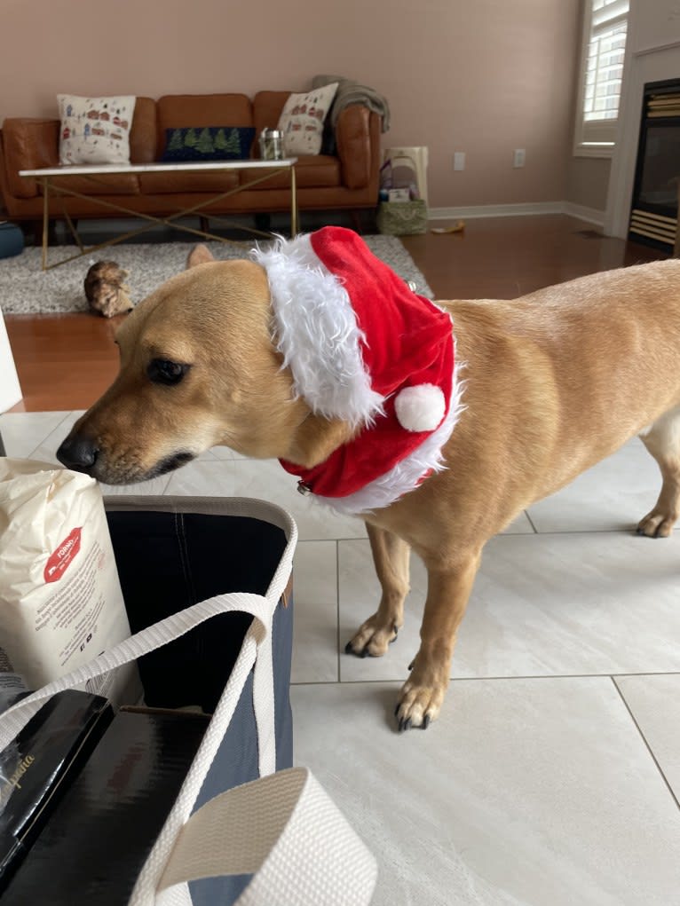 Goober, a Chihuahua and Chow Chow mix tested with EmbarkVet.com