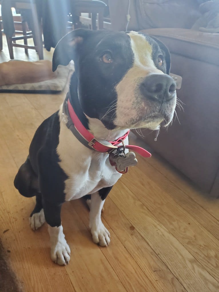 Donut, an American Bully tested with EmbarkVet.com