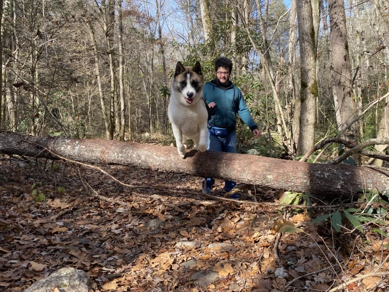 Kenji, an Akita tested with EmbarkVet.com