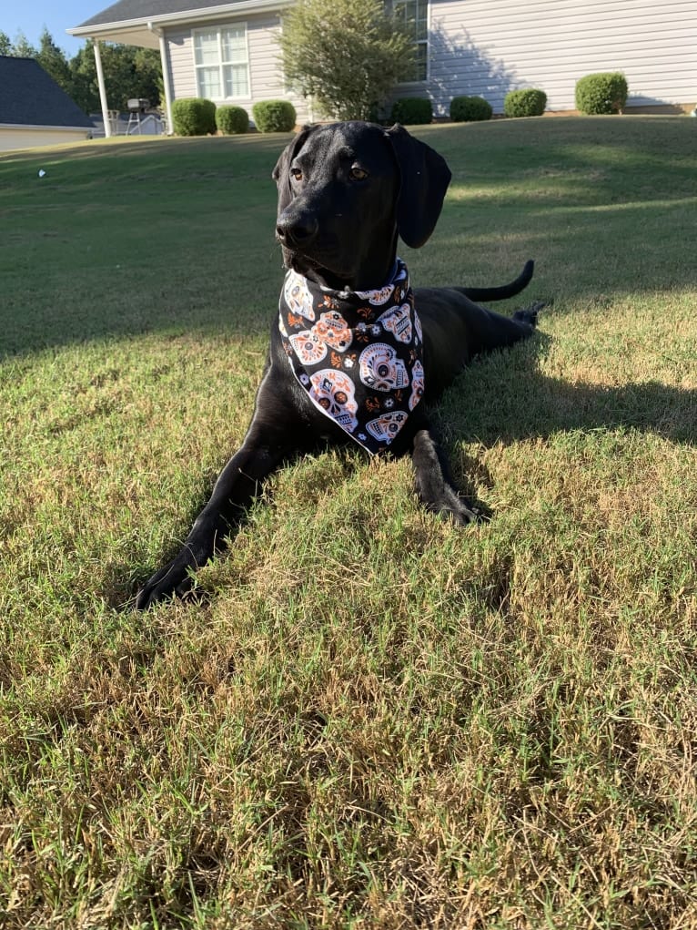 Kylo, an American Pit Bull Terrier and Treeing Walker Coonhound mix tested with EmbarkVet.com