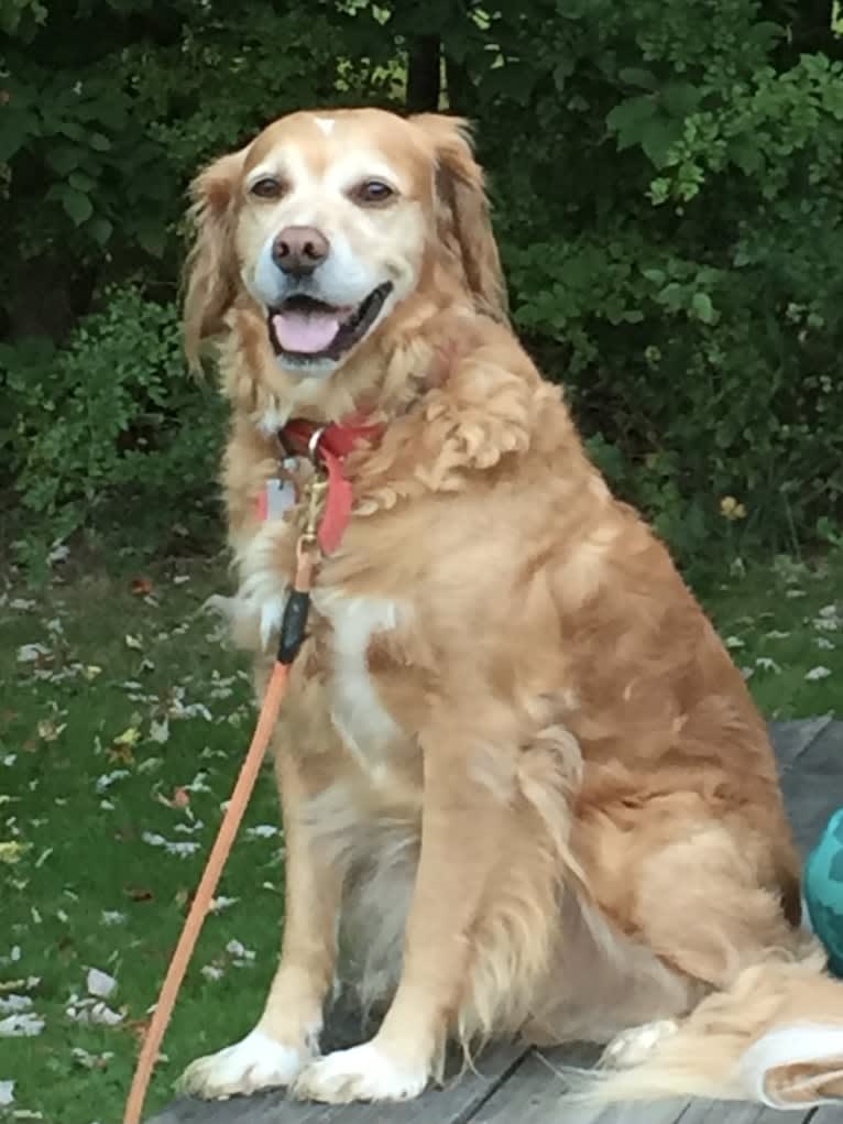Roamy, a Brittany and Cocker Spaniel mix tested with EmbarkVet.com