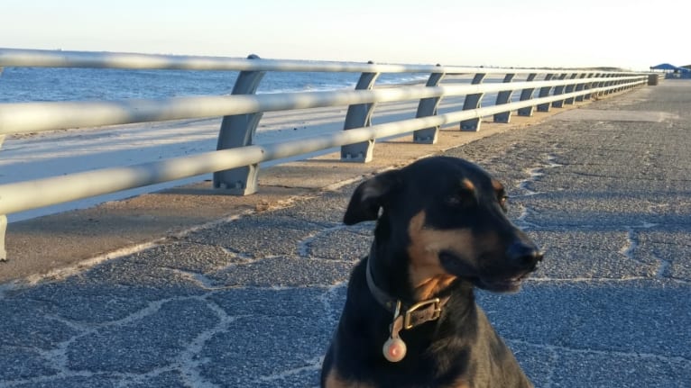 Molly, a Doberman Pinscher and Staffordshire Terrier mix tested with EmbarkVet.com