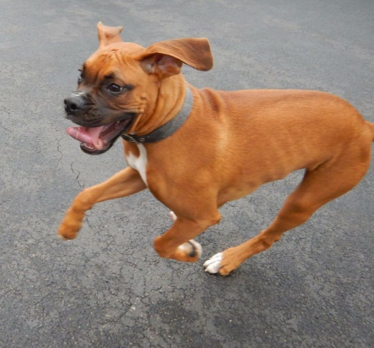 Zeus, a Boxer tested with EmbarkVet.com