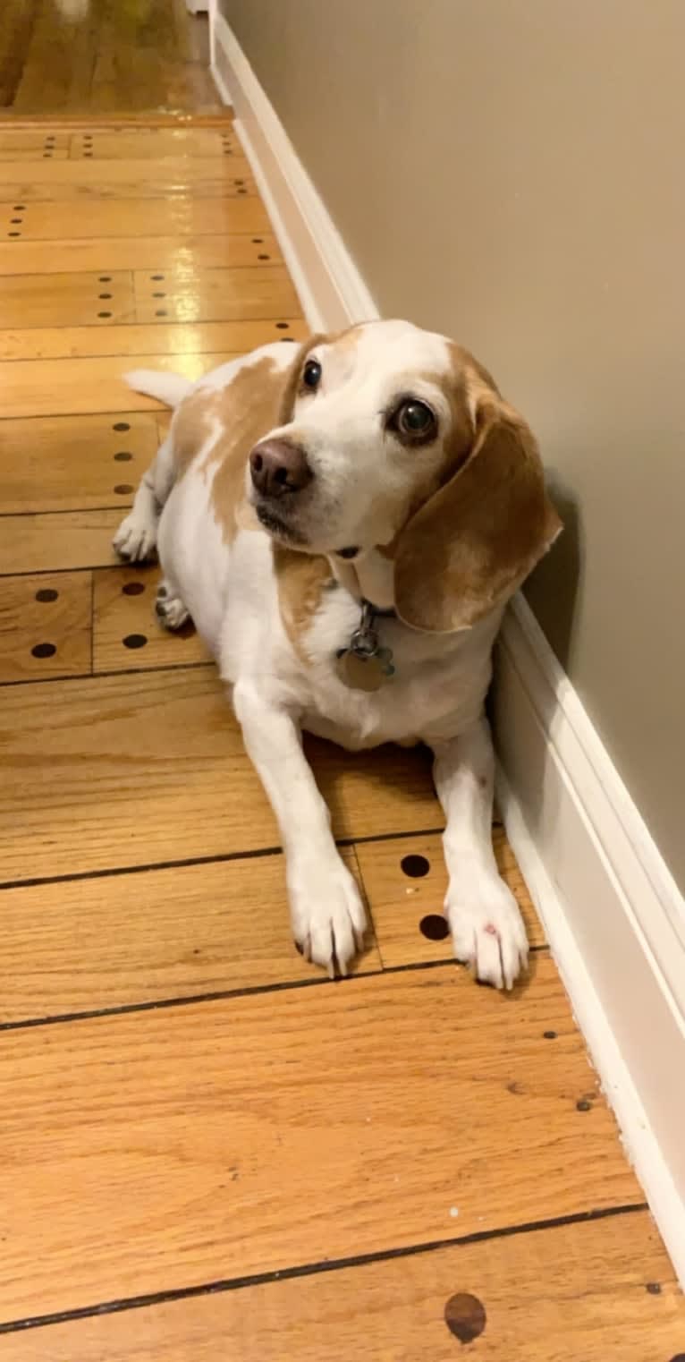 Tucker, a Beagle tested with EmbarkVet.com