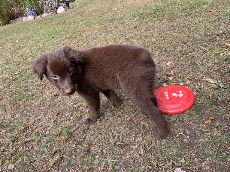 Snickers, an Australian Shepherd tested with EmbarkVet.com