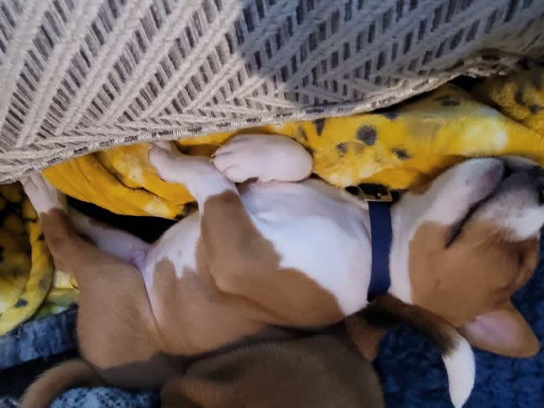 Linus, a Basenji tested with EmbarkVet.com