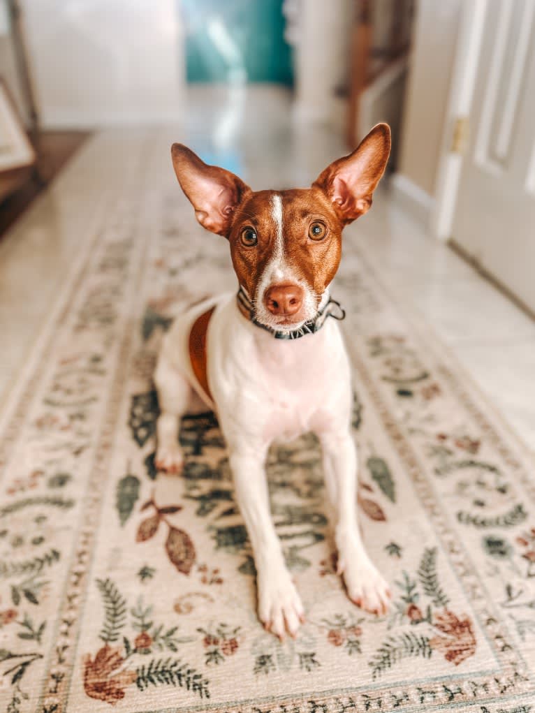 Wally, a Russell-type Terrier tested with EmbarkVet.com