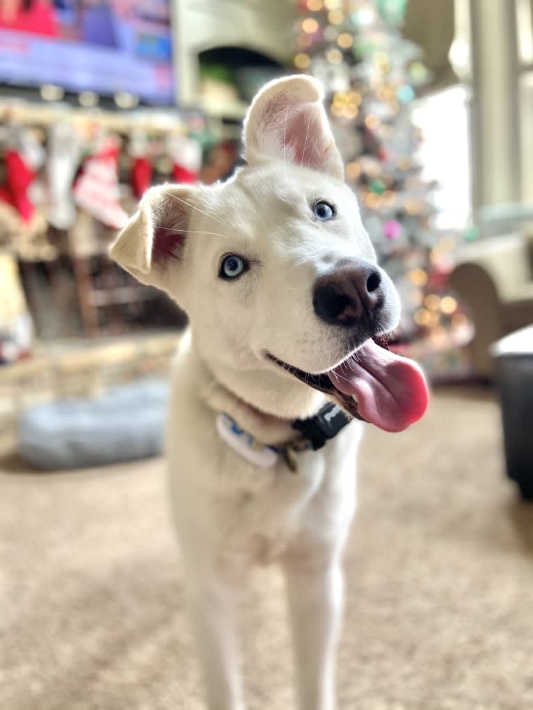 Dash, a Gerberian Shepsky (12.7% unresolved) tested with EmbarkVet.com