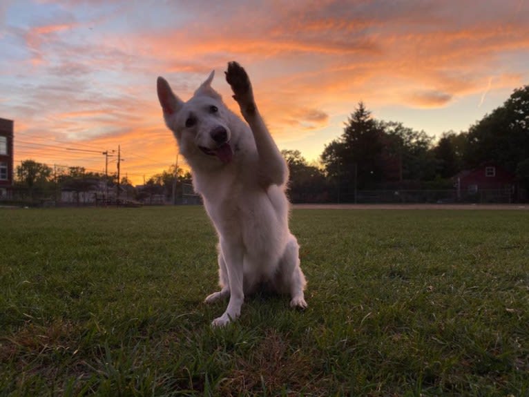 Lawine, a German Shepherd Dog tested with EmbarkVet.com