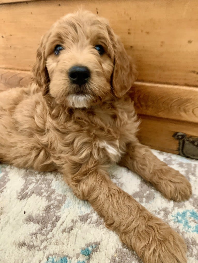 Black Collar, a Goldendoodle tested with EmbarkVet.com